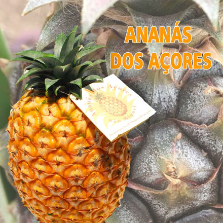 Picture of Fruit Pineapple  From Azores Cat I