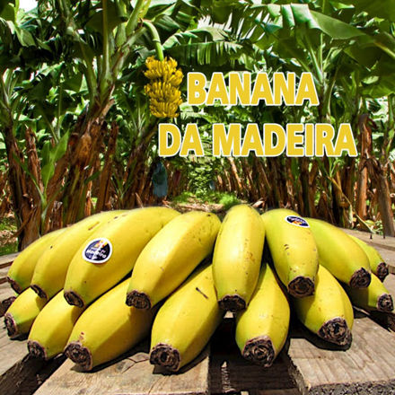 Picture of Fruit Banana Cat Extra From Madeira