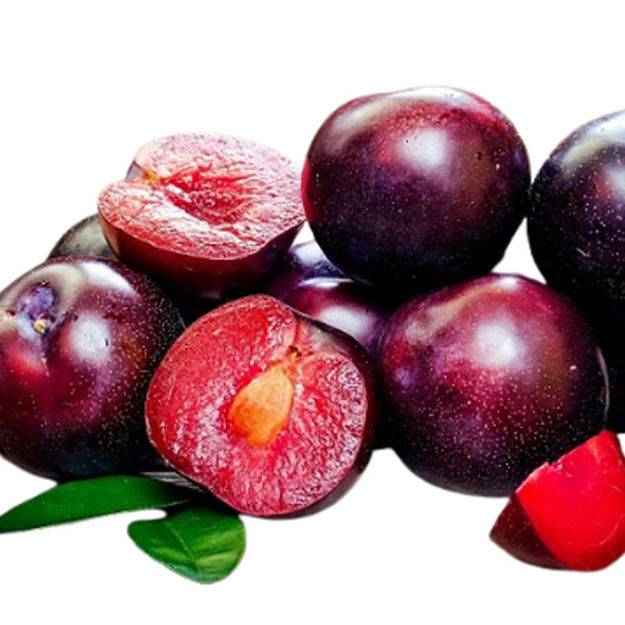 Picture of Fruit Plum Red Cat Ii Pt