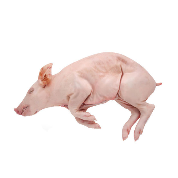 Picture of Piglet Raw Whole (Cal. 6-8kg) Hm Caneira