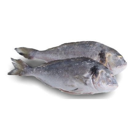 Picture of Gilthead Seabream Fish Gelpeixe  300/500 Gelpeixe Fs