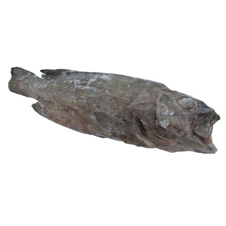 Picture of White Grouper (3-5kg) Eviscerated Frozen