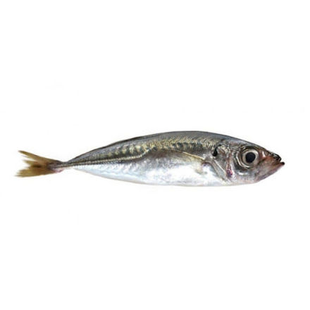 Picture of Horse Mackerel Big 5/7 To Grill Sach.