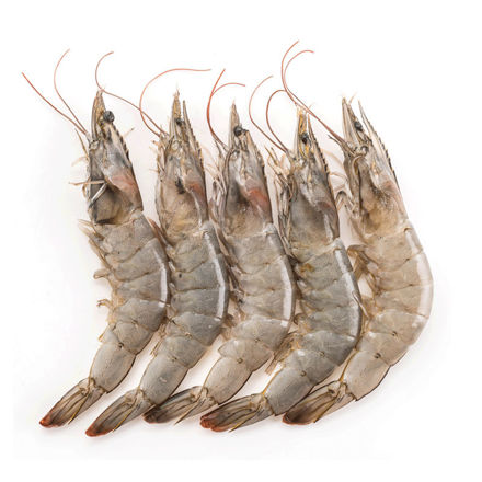 Picture of Wild Tiger Shrimp Jumbo (2-4) Senegal