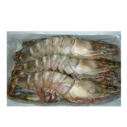 Picture of Wild Tiger Shrimp (2-4) Nigeria