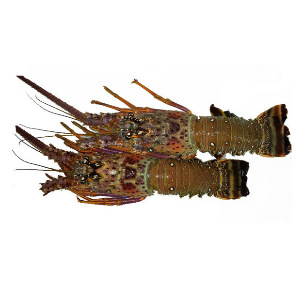 Picture of Raw Wild Lobster Caliber 500-800 Mauritania