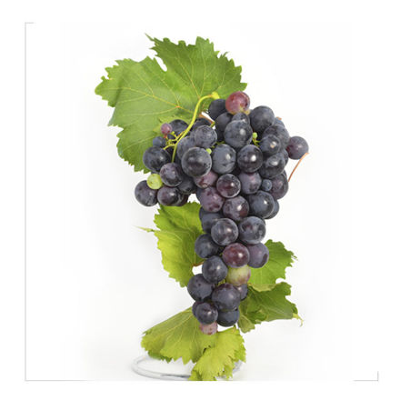 Picture of Fruit Grape Afonso Cat Ii Pt