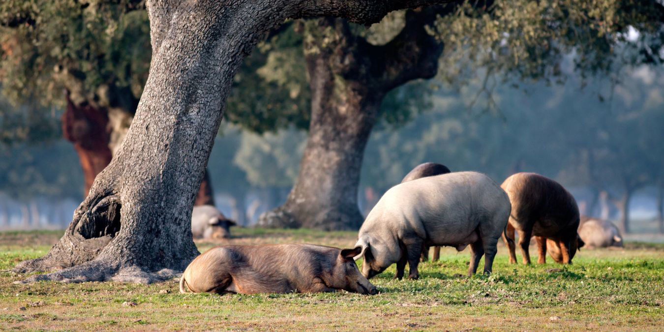 IBERIAN BLACK PIG – AMONG ACORNS AND GRASS