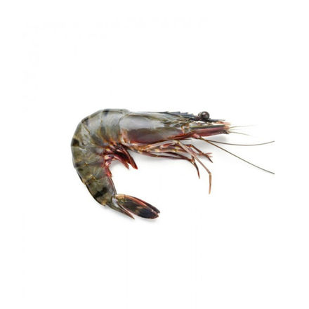 Picture of Black Tiger Shrimp Prauwn (13-15)