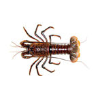 Picture of Raw Wild Lobster Caliber 200-400  Mauritania